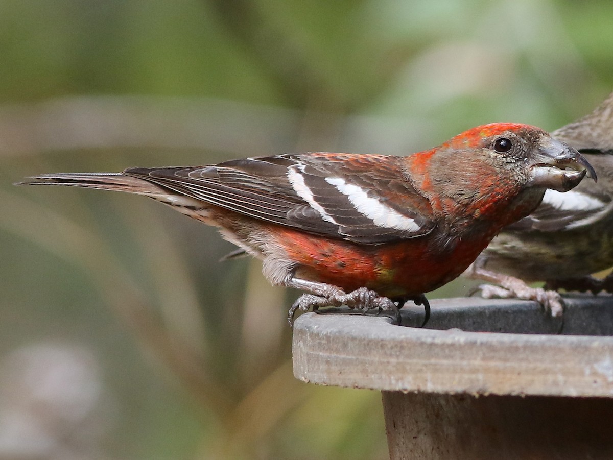 Pico Cruzado Hispaniolano